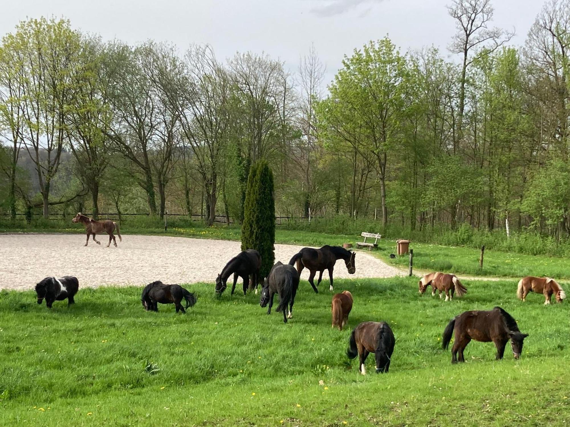 Ferienwohnung Auf Pferdehof Braubach Exteriör bild